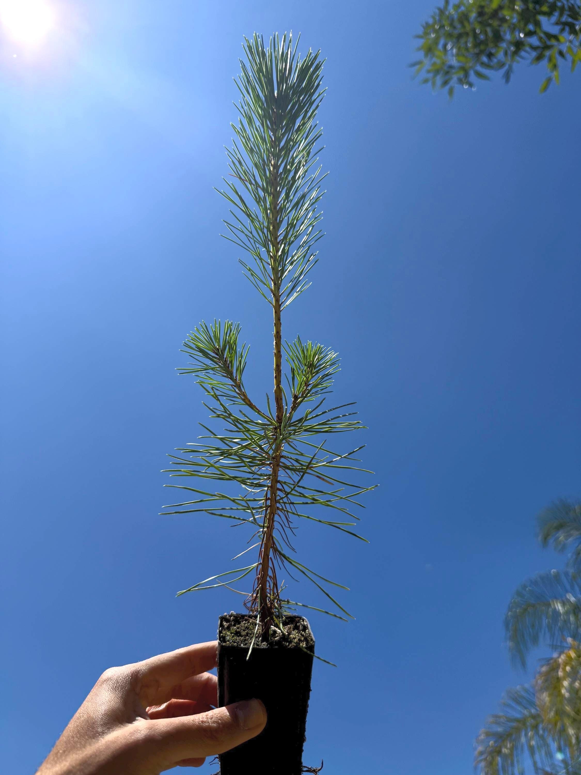 Japanese Black Pine Live Tree (Pinus thunbergii) - 2.5 Inch Pot