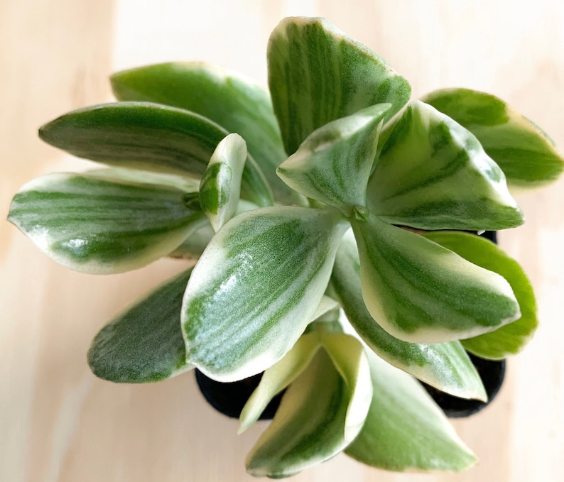 ZomoGarden Jade Plant - Thumbnail 2