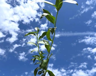 Night Blooming Jasmine (Cestrum nocturnum) - 2" pot