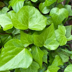 Algerian Ivy Ground Cover Live Plant - Rooted Stems
