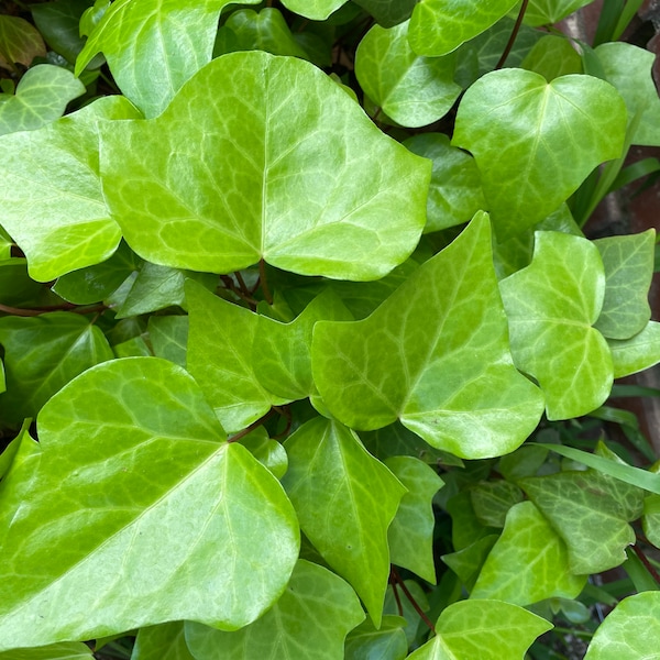 Algerian Ivy Ground Cover Plant - Rooted cutting