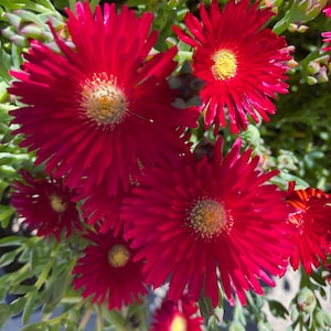 May include: Close-up of vibrant red flowers with yellow centers, surrounded by green foliage. The petals are numerous and radiate from the center. The flowers are in full bloom, creating a striking contrast against the green leaves. A beautiful floral arrangement.