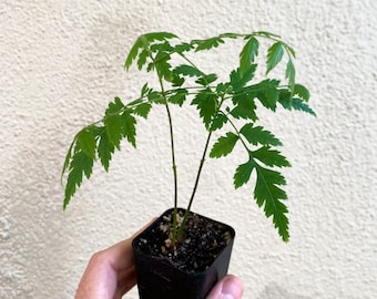 Chinese Flame Tree (Koelreuteria bipinnata) - 2 inch pot