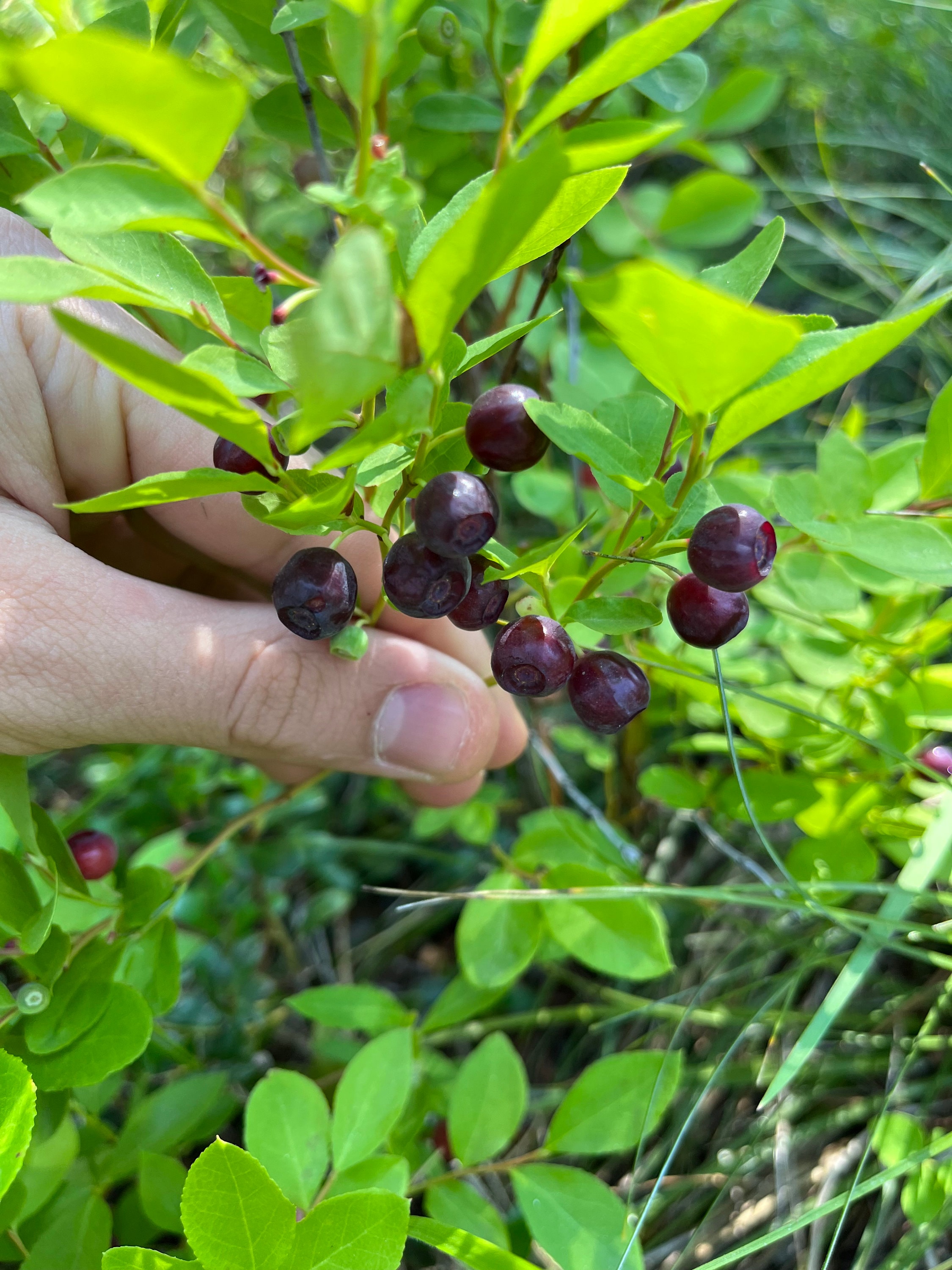 Montana Huckleberry Jam - Etsy