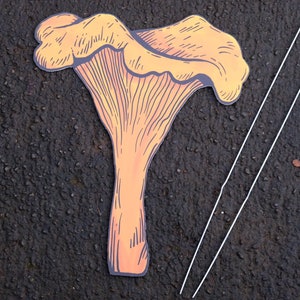 Chanterelle - Lawn Mushroom