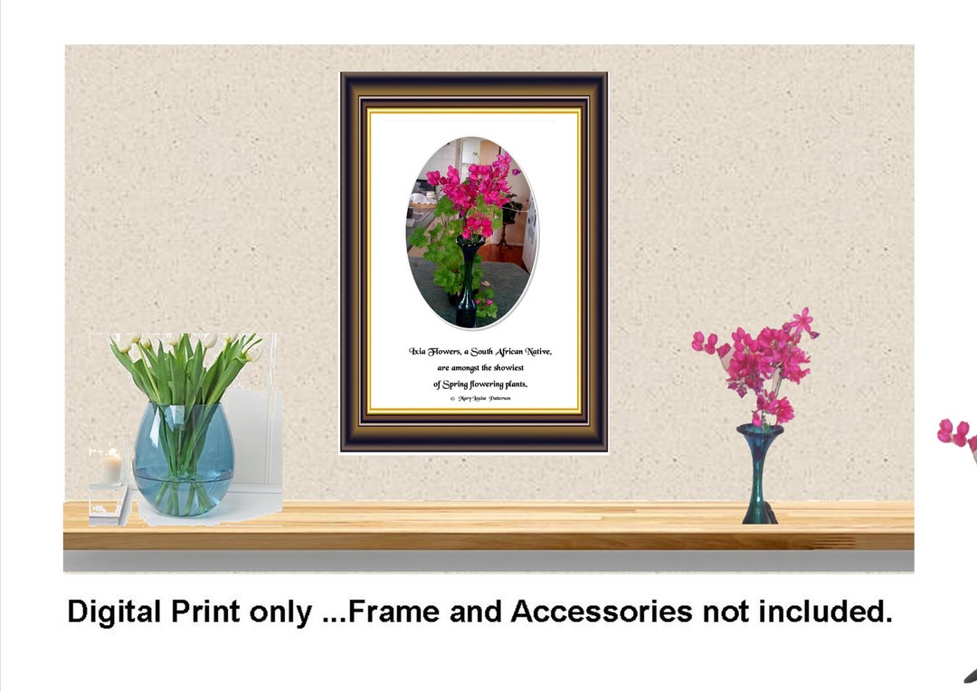 Print Shocking Flower Print...shocking Pink Ixia : South African Native (digital ...