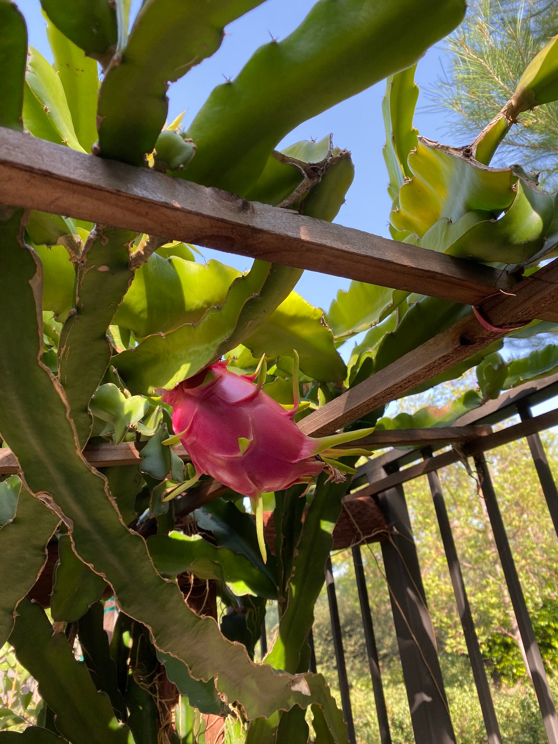 8 Epiphyllum Dragon Fruit Cactus Plant Orchid Cactus Etsy