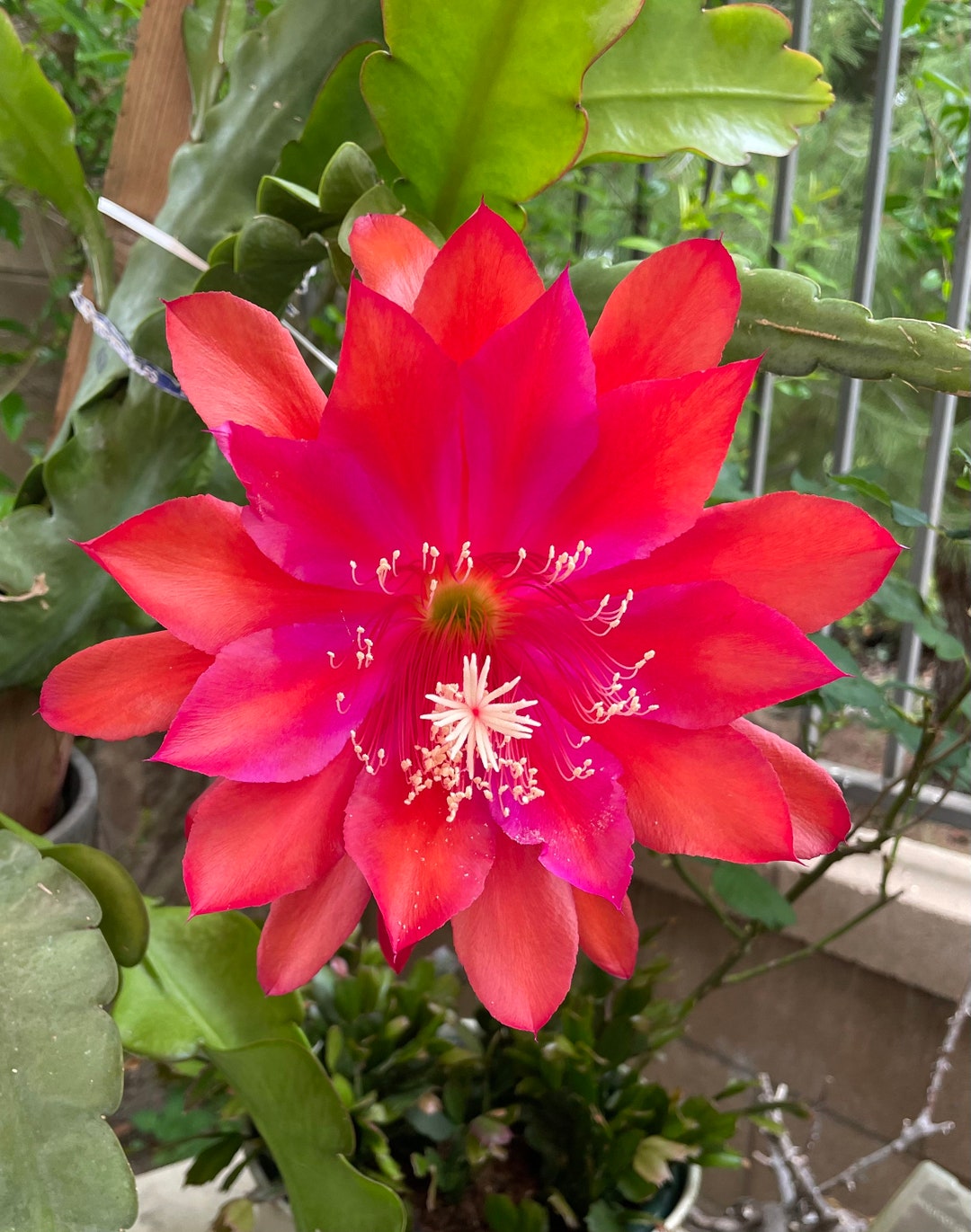 Epiphyllum Queen of the Night: Super Big Red Bloom Cutting for Your Garden  1 Cutting 