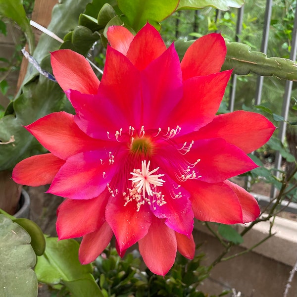 Epiphyllum Queen of the Night: Super Big Red Bloom Cutting for Your Garden! (1 Cutting)