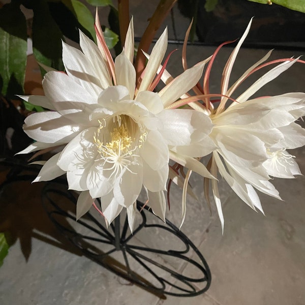 Epiphyllum Queen of the Night White Bloom (1 Cutting)