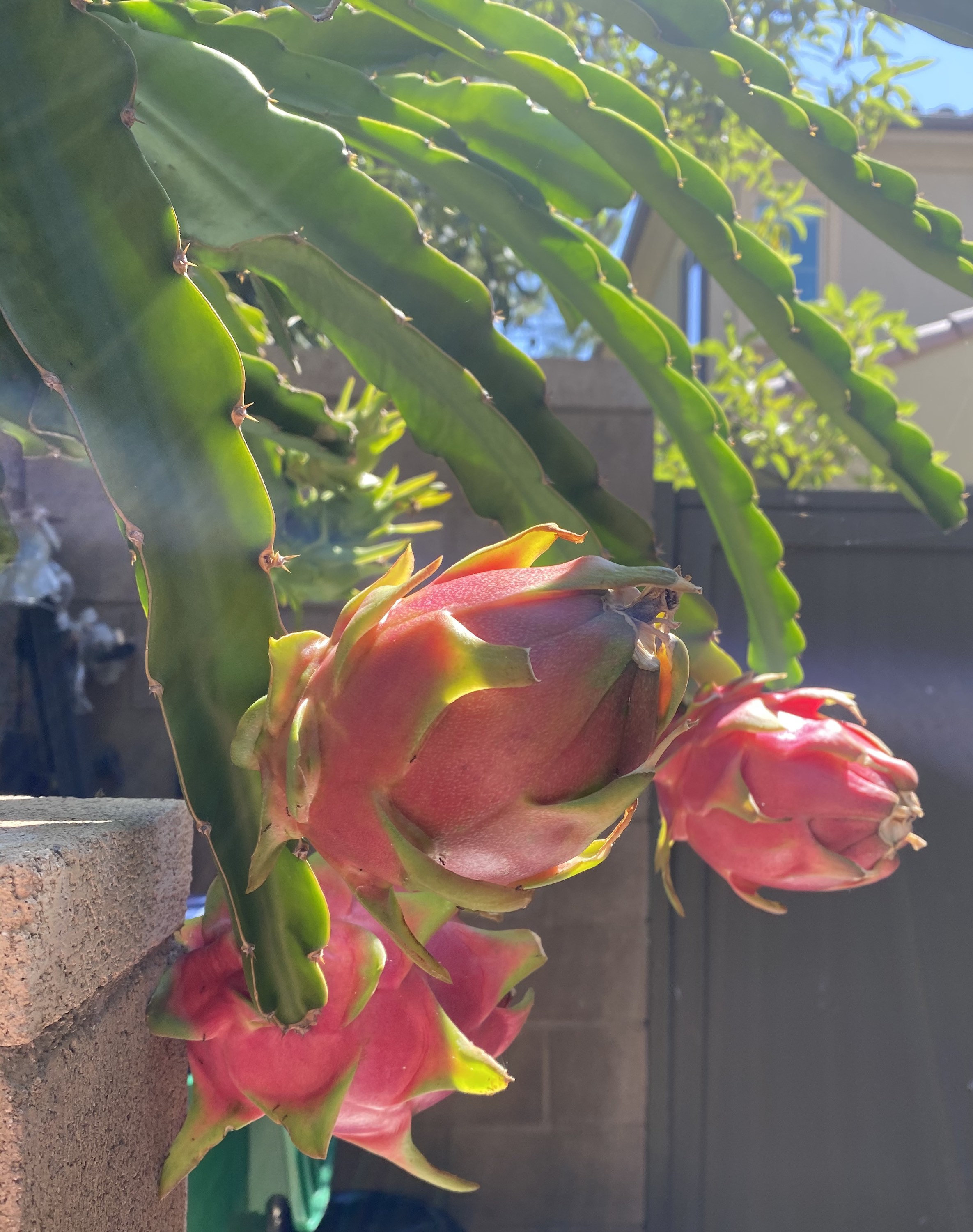 8 Epiphyllum Dragon Fruit Cactus Plant Orchid Cactus Etsy UK