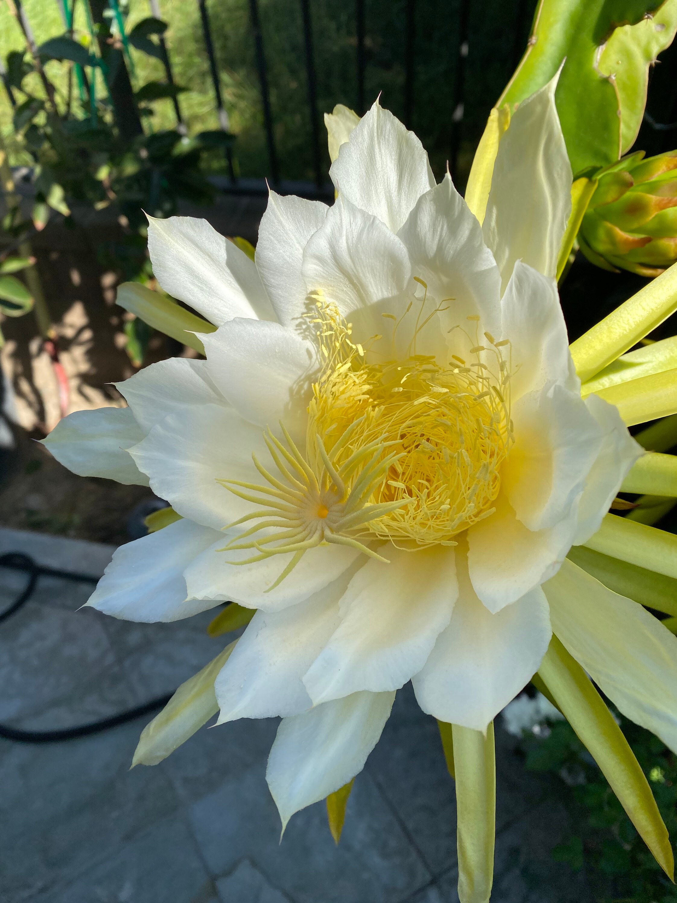 8 Epiphyllum Dragon Fruit Cactus Plant Orchid Cactus Etsy UK