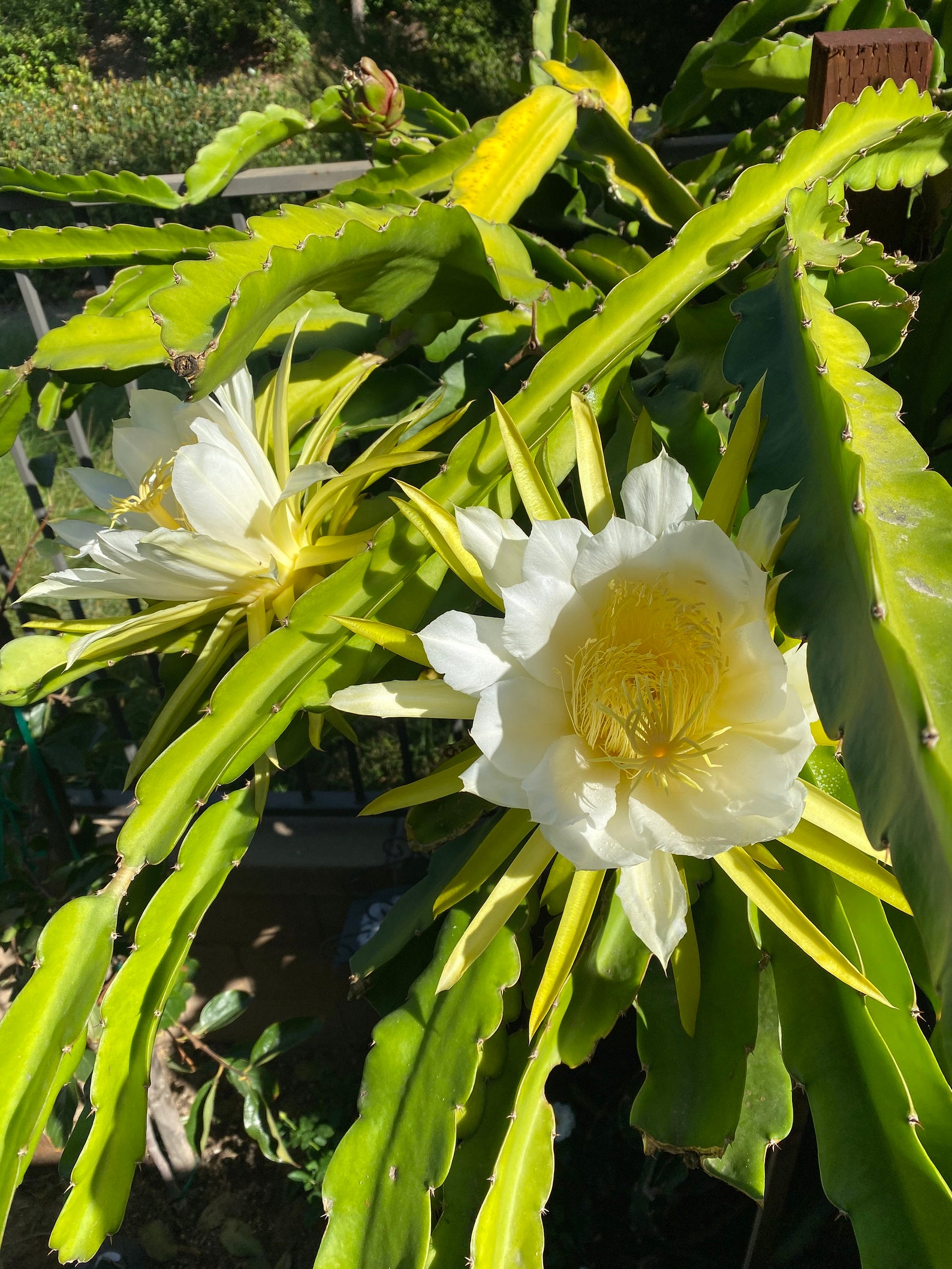 Two 8 Epiphyllum Dragon Fruit Cactus Plant Orchid Etsy