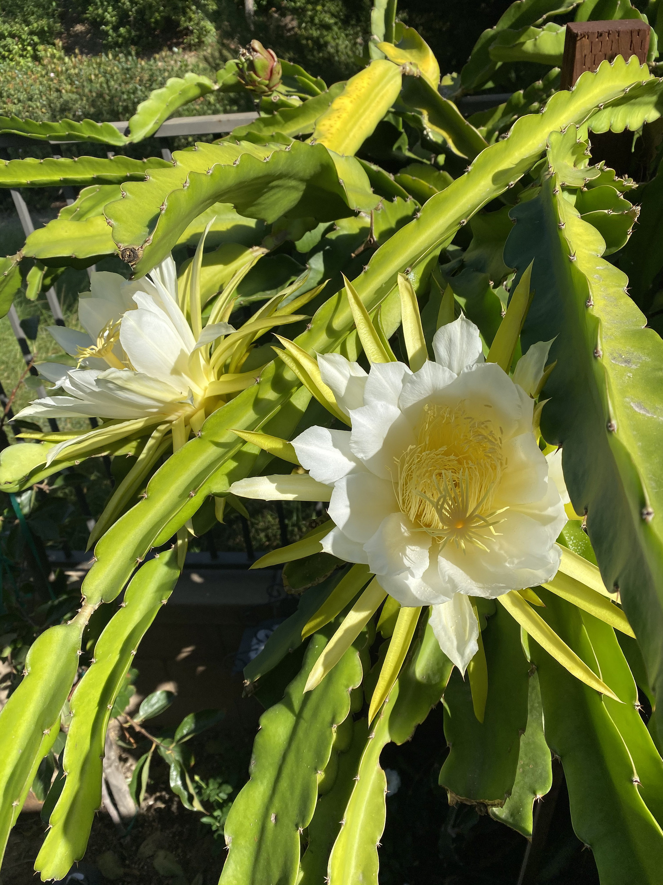 8 Epiphyllum Dragon Fruit Cactus Plant Orchid Cactus Etsy UK