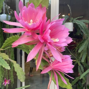 Epiphyllum Cactus Super Big Pink Epi Bloom Flower (1 Cutting) Queen of the Night