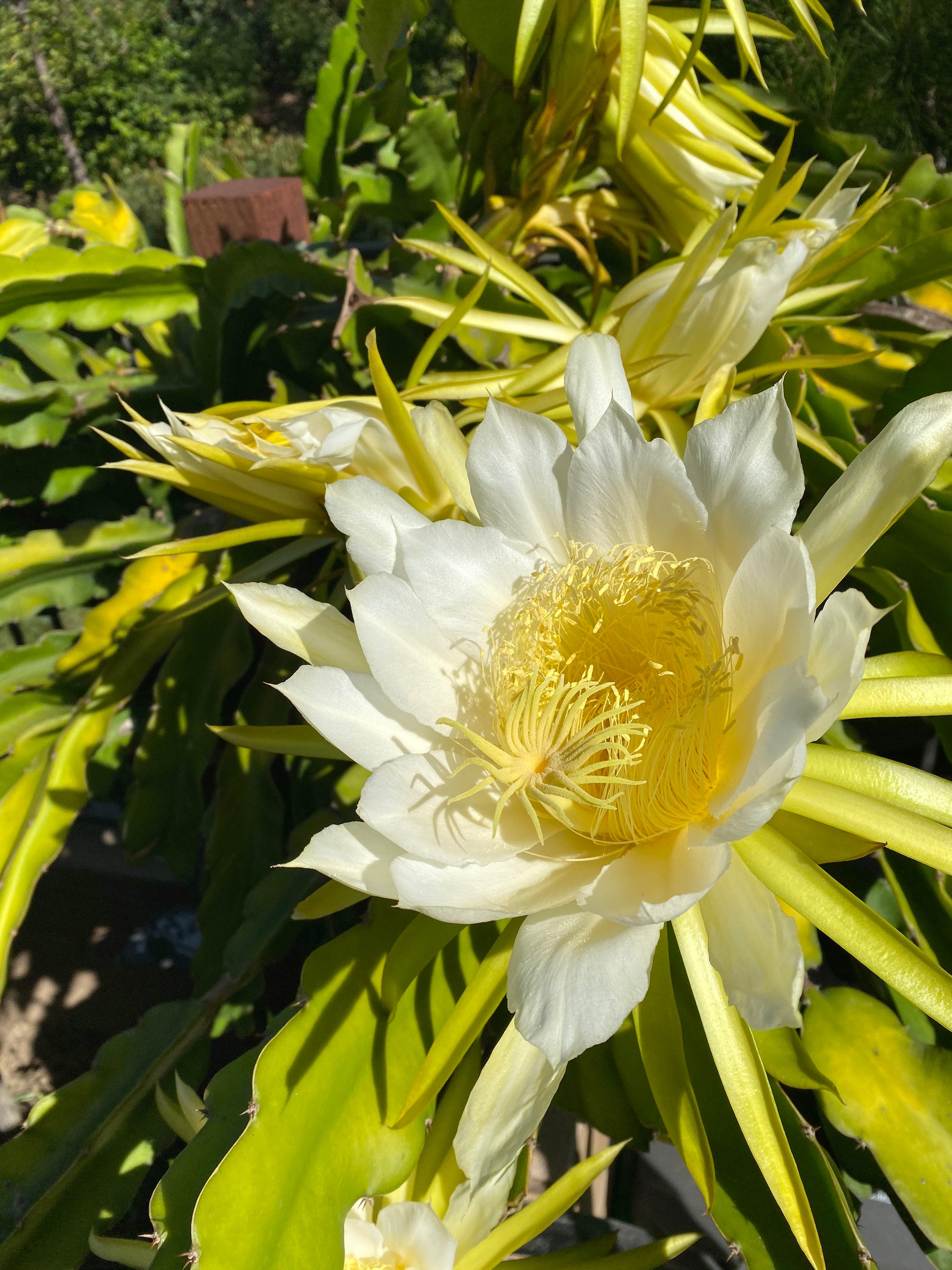 8 Epiphyllum Dragon Fruit Cactus Plant Orchid Cactus Etsy 8 Epiphyllum Dragon Fruit Cactus Plant Orchid Cactus Etsy