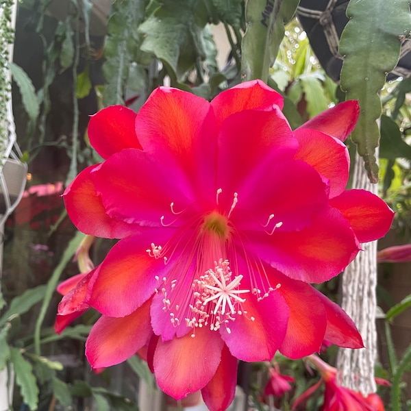 Epiphyllum Cactus Super Big Red Orange Epi Bloom Flower (1 Cutting) Queen of the Night