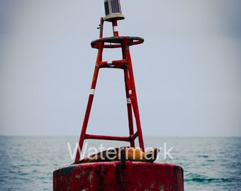 Stunning High Resolution Digital Download- Sea Lion in Galapagos