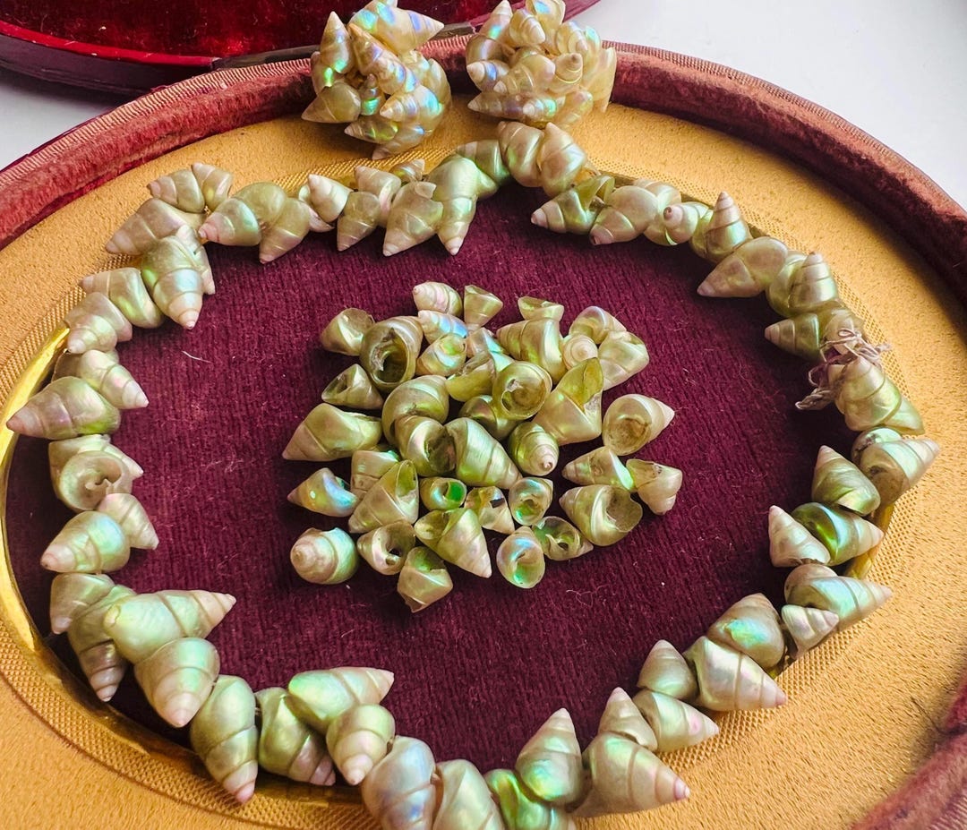 Antique Edwardian Tasmanian Marinier Shell Necklace circa Early 1900s ...