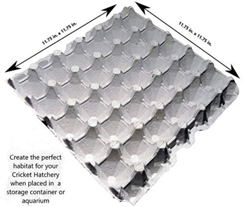 Cricket & Dubia Roach Colony Starter Kit Includes 6 Egg Etsy