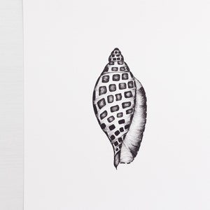 Könnte beinhalten: Schwarz-weiß-Zeichnung einer Junonia-Muschel, auch bekannt als Scaphella Junonia. Die Muschel ist in einem detaillierten, realistischen Stil dargestellt.