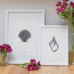 Könnte beinhalten: Zwei gerahmte Schwarzweißillustrationen von Muscheln. Der linke Rahmen zeigt eine Jakobsmuschel. Der rechte Rahmen zeigt eine Conchenschale. Beide Rahmen haben weiße Passepartouts und weiße Rahmen.