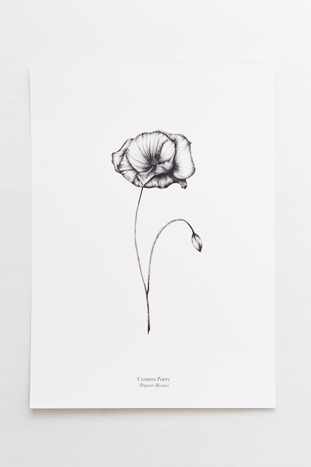 Line Draw Poppy Botanical Line Drawing, Poppy Floral Illustration, Black and White ...