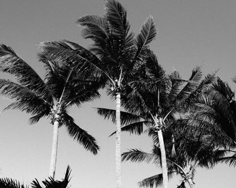 Black & White Palm Trees