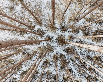 The Trees from Below