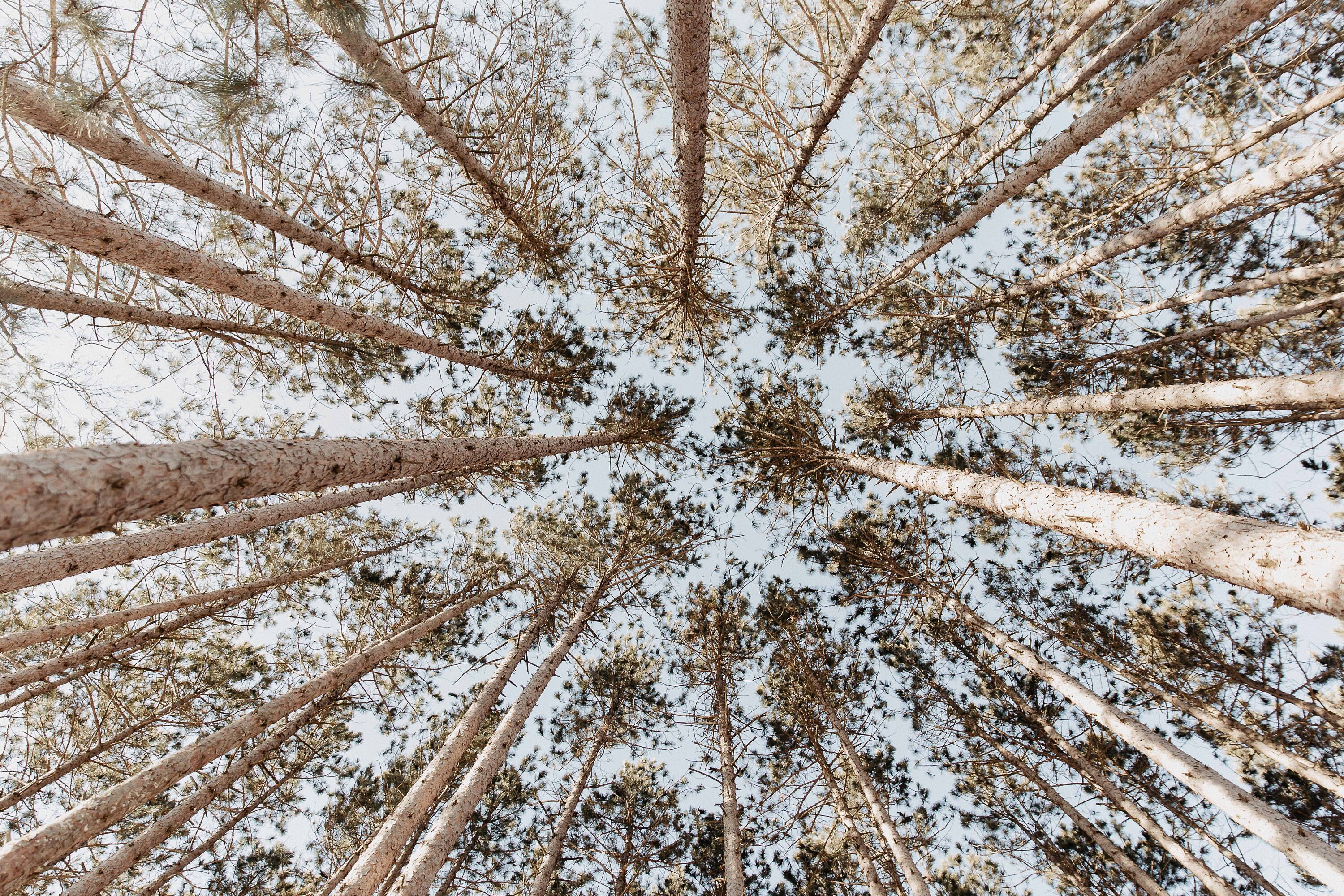 【中古】 The Tree Below the Road DeidreStarr The Trees From Below - Etsy