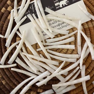 Smooth Dentalium Shells 50 Count