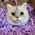 Personalized Wool Needle Felting Cat Portrait product logo