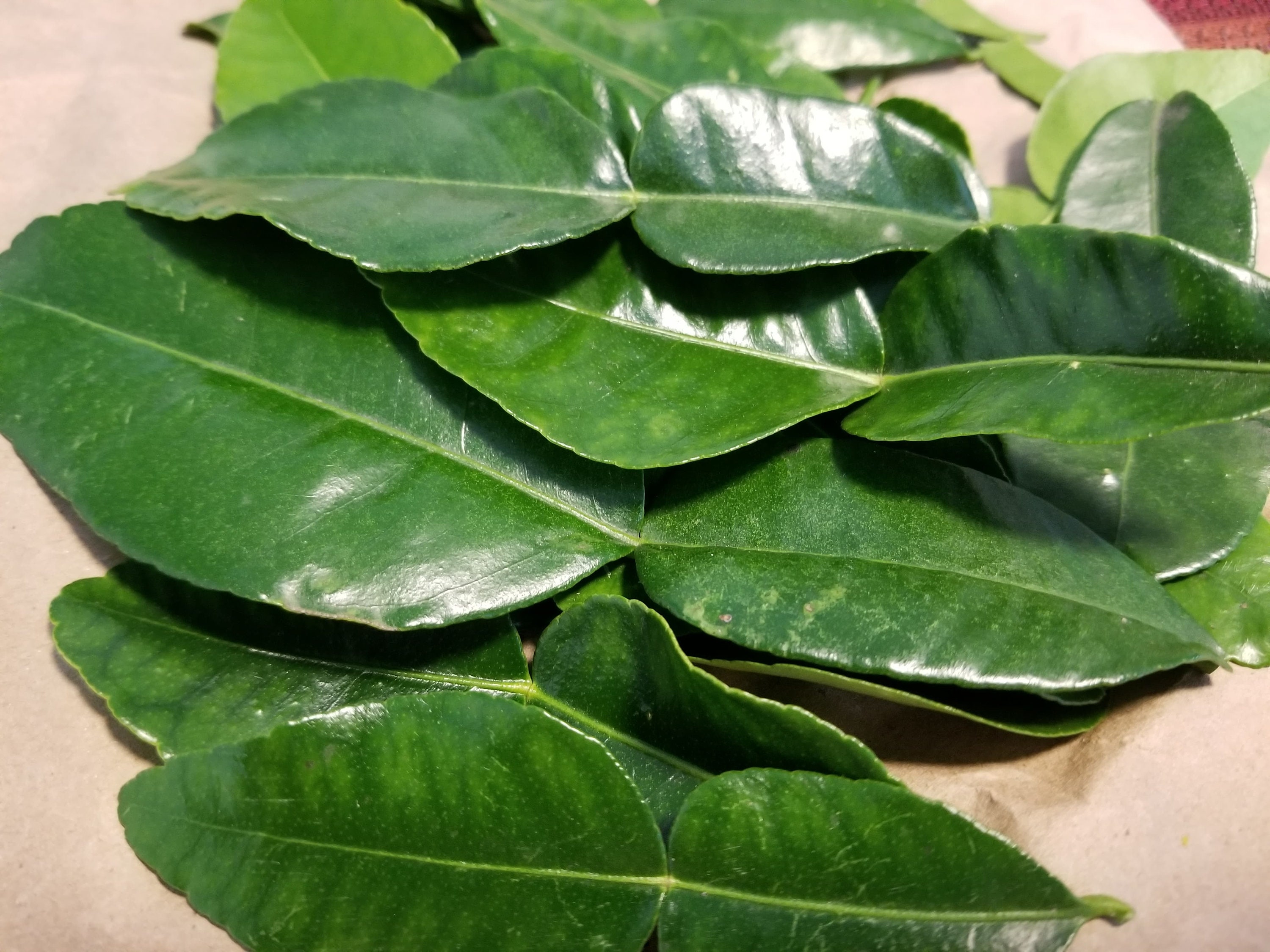 Fresh Organic Kaffir Lime Leaves Straight From Our Tree. 50 Etsy