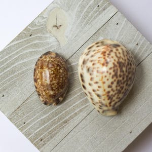 Tiger Cowrie and Arabian Cowrie (Cypraea tigris and Mauritia arabica)