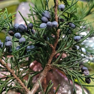 Wild grown organic juniper sprigs and berries, fresh Juniper, dried Juniper image 6