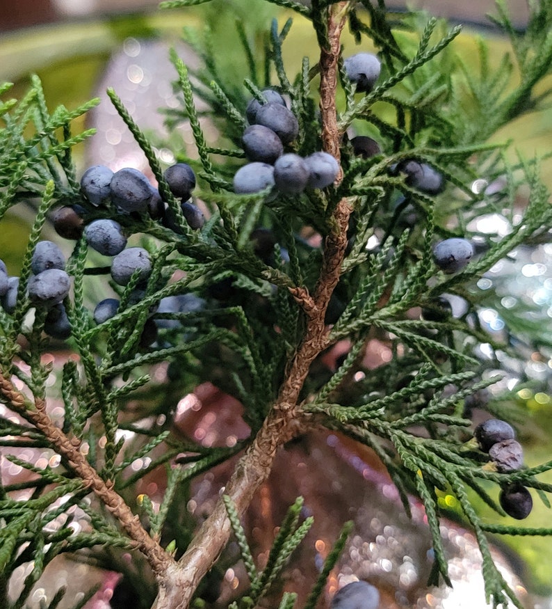 Wild grown organic juniper sprigs and berries, fresh Juniper, dried Juniper image 6