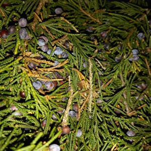 Ramitas y bayas de enebro orgánico de cultivo silvestre, enebro fresco, enebro seco