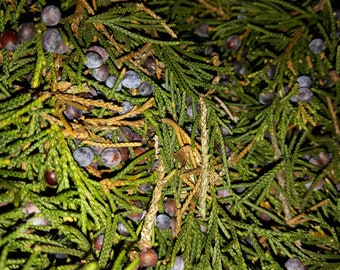 野生の有機ジュニパーの小枝と実、新鮮なジュニパー、乾燥したジュニパー