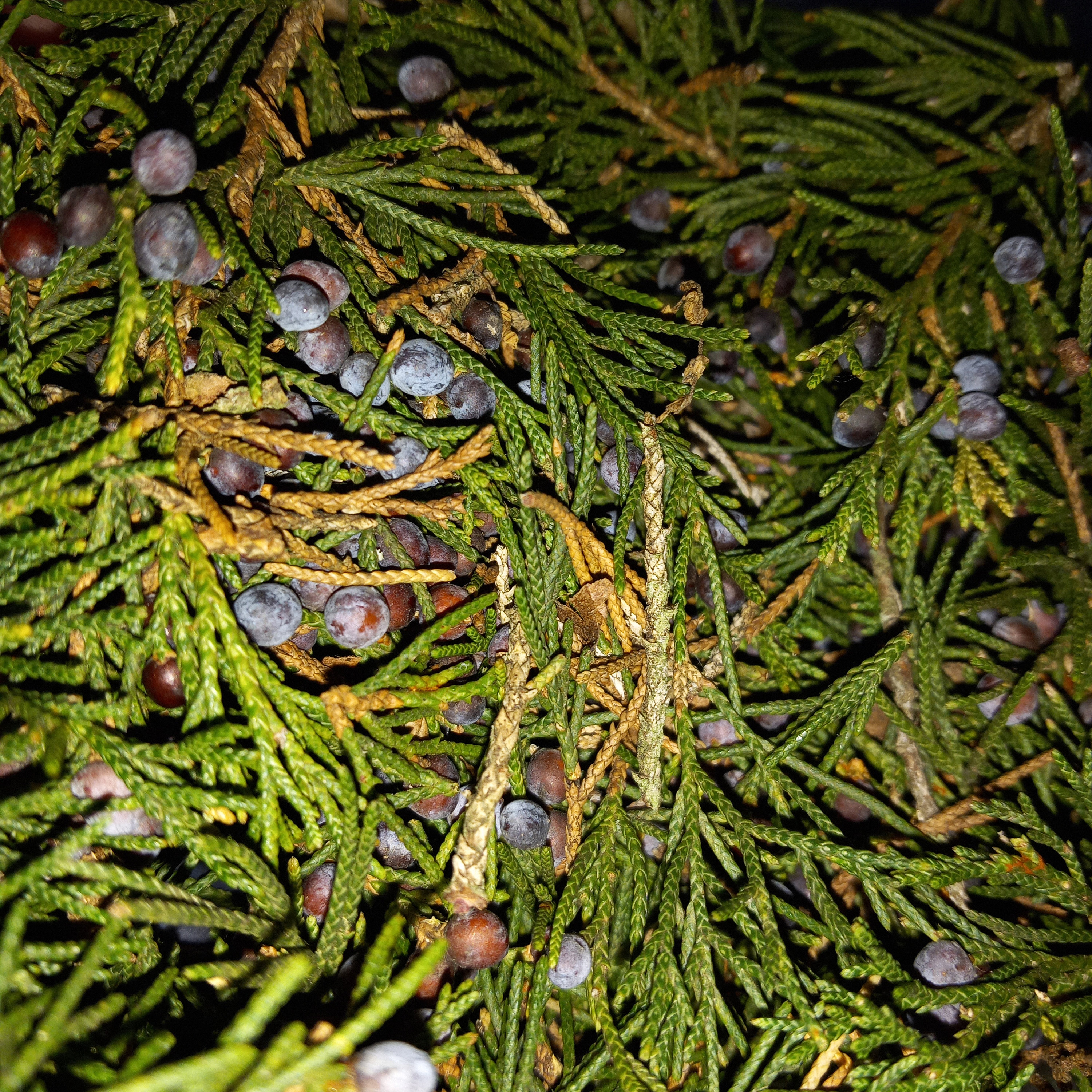Wild Grown Organic Juniper Sprigs and Berries, Fresh Juniper, Dried Juniper  -  UK