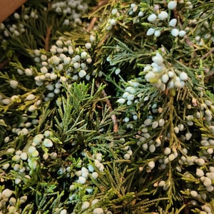 Wild grown organic juniper sprigs and berries, fresh Juniper, dried Juniper image 2