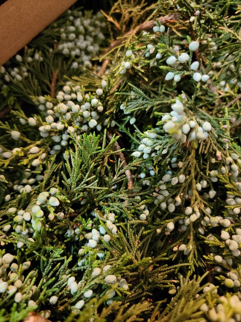 Wild grown organic juniper sprigs and berries, fresh Juniper, dried Juniper image 2