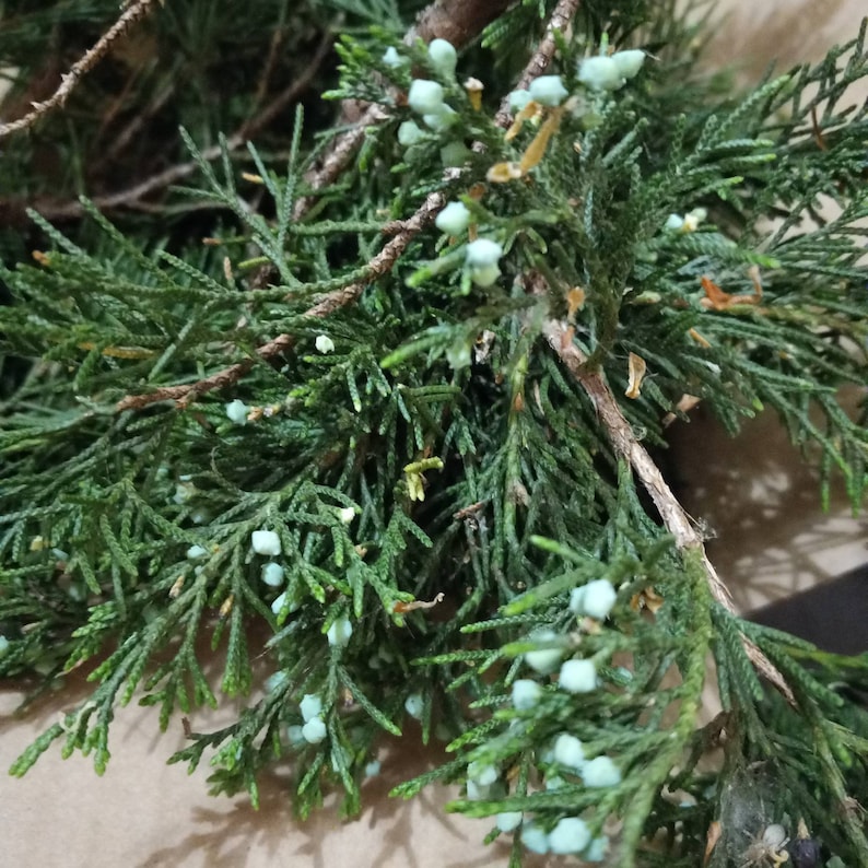 Wild grown organic juniper sprigs and berries, fresh Juniper, dried Juniper image 5