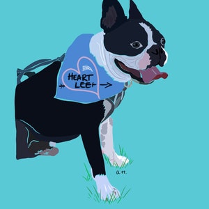Pet portrait