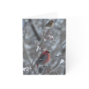 Grosbec des pins avec sizerins fléchettes, Alaska, cartes de Noël, carte grand requin bleu, oiseau, carte oiseau, ornithologues amateurs, aviaire, oiseaux d'Alaska, observateur d'oiseaux, ornithologue amateur,