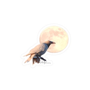 The Spirit of the White Raven