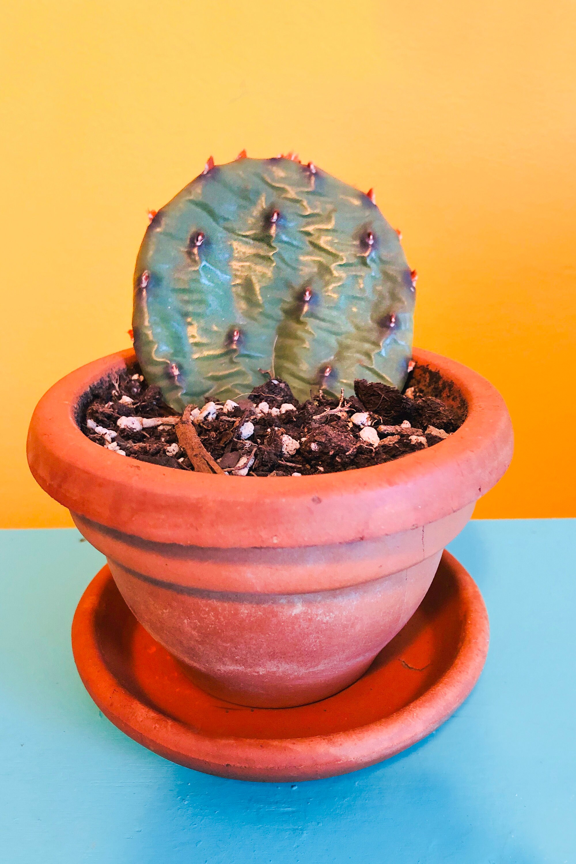 4 Prickly Pear Cactus Padsstarter Cuttingswinter Hardyready Etsy