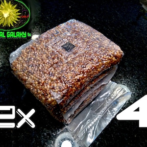 2x 4lb Sterilized Sorghum Grain Bags For Mushroom Spawn, 6lbs Total