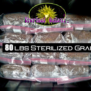 80lbs Bulk Sterilized Grain for Mushroom Spawn, 10x 8lb Bags