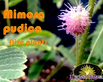 Mimosa pudica , Live Sensitive Plant!!!