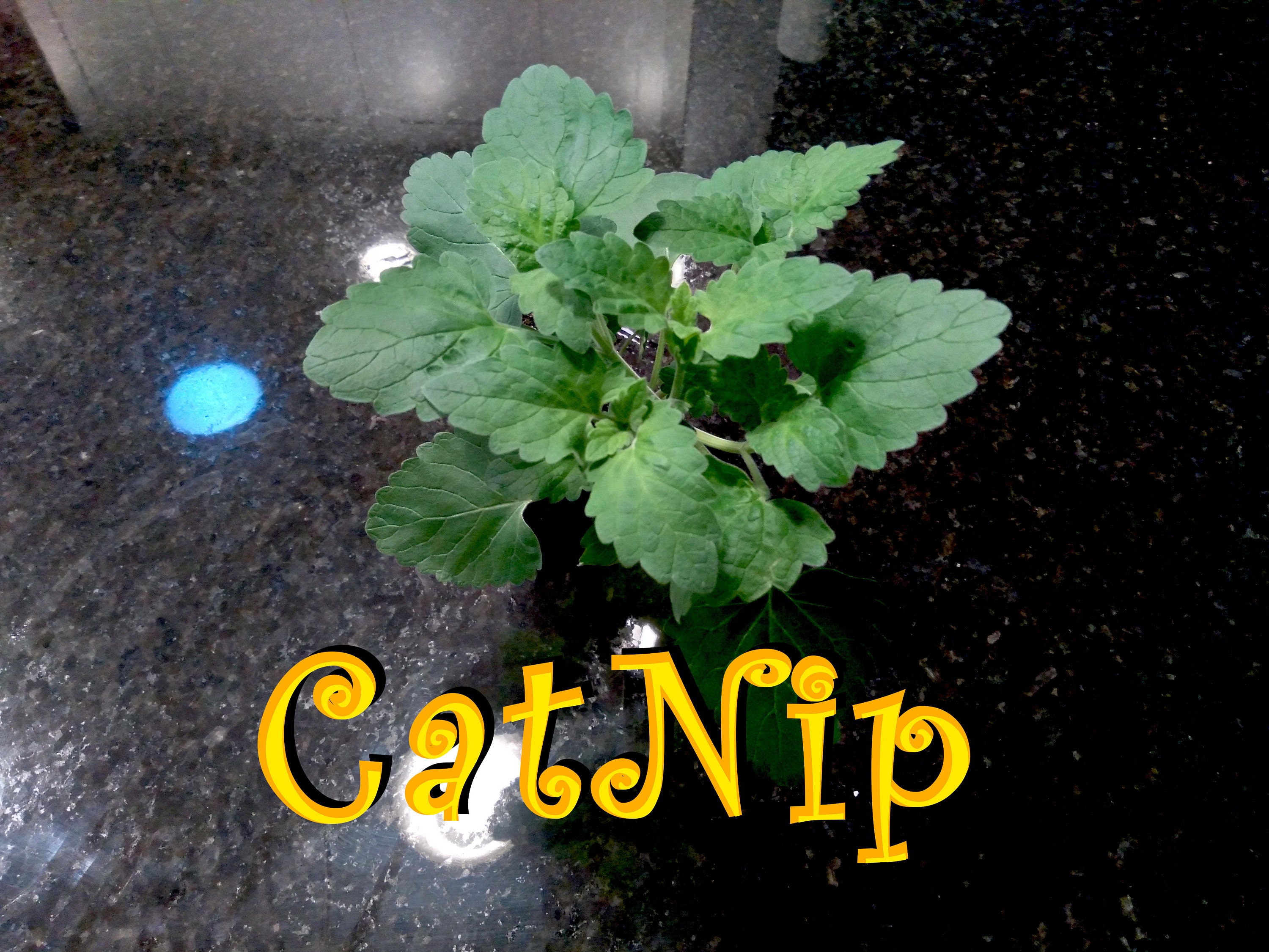 Catnip Live Plant Nepeta cataria Etsy